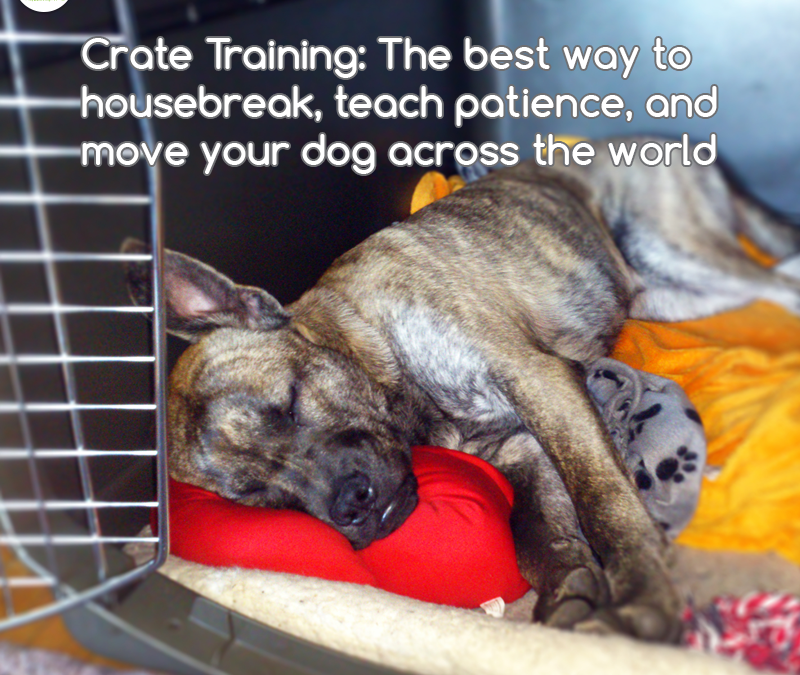 What is Crate Training and why is it good for your dog?