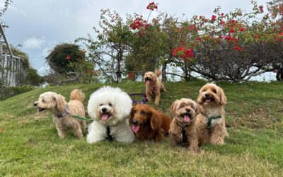 Does My Dog Really Need Daycare? What We Look For Before Recommending It