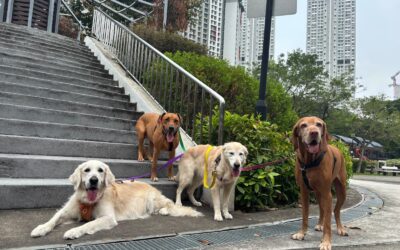 Haze & Your Dog: What Pet Parents Should Know