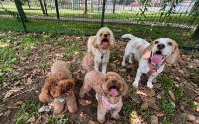 What to Do With Your Dog While You’re at Work in Singapore: 8 Ways to Keep Them Happy