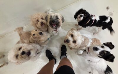 First Time Sending Your Dog to Daycare? Here’s Everything You Need to Know